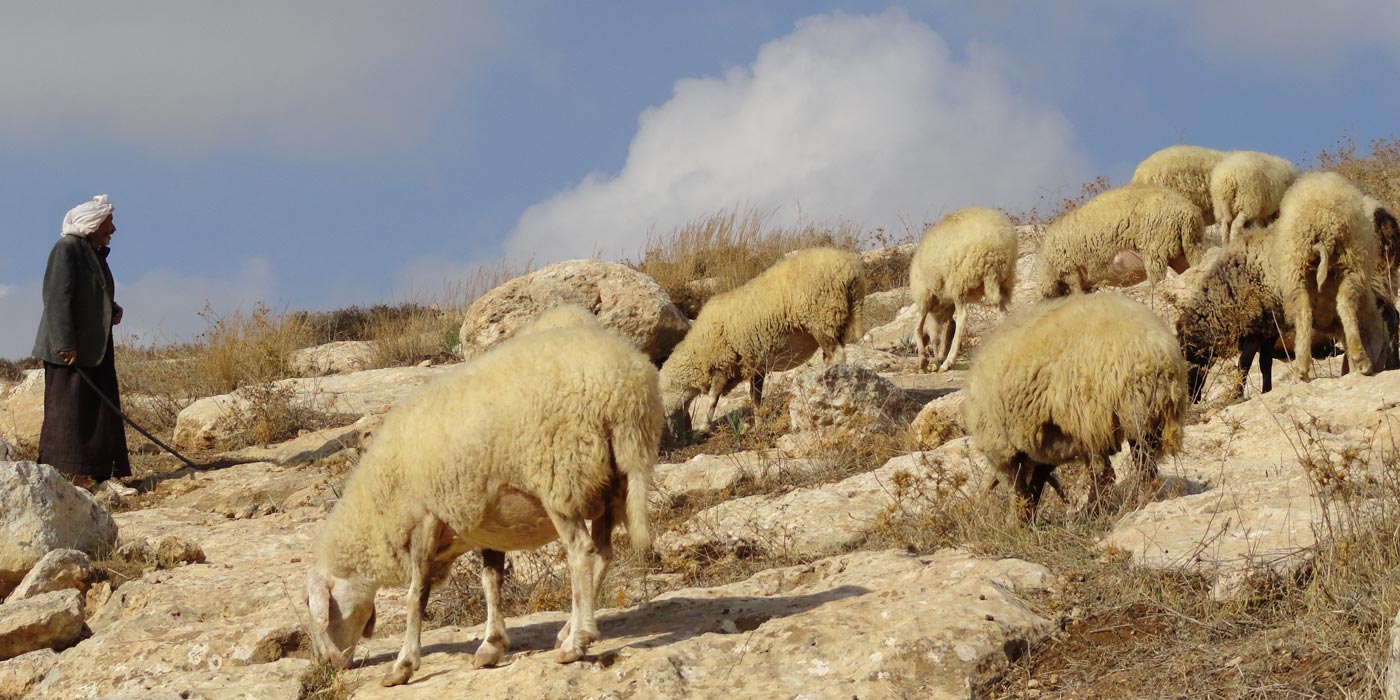 Sheep graze near the site of the Sermon on the Mount